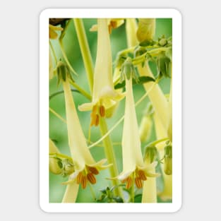 Phygelius × rectus  Somerford Funfair Yellow = 'Yapyel'  Somerford Funfair Series  Cape fuchsia Sticker
